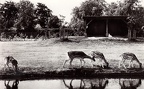 004-242c - Burg. Feitsmapark
